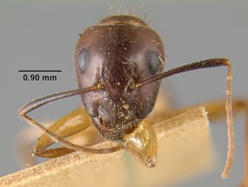 Media type: image;   Entomology 9120 Aspect: head frontal view